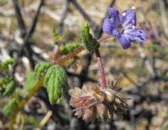 Image of scorpionweed