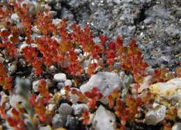 Image of sand pygmyweed