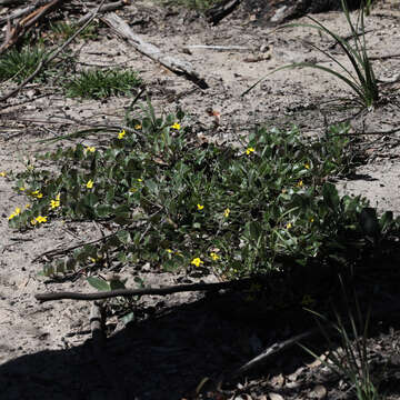 Image of Goodenia hederacea Sm.