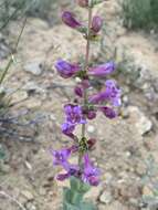 Image of Penstemon lentus var. lentus