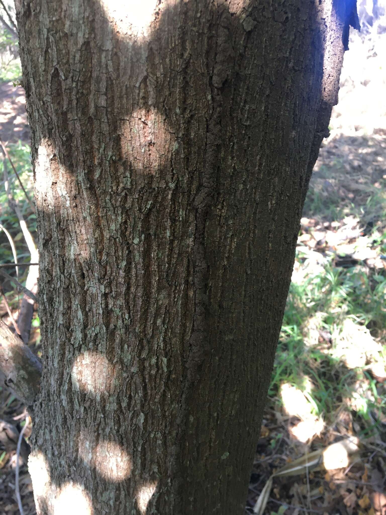 Image of Australian almond