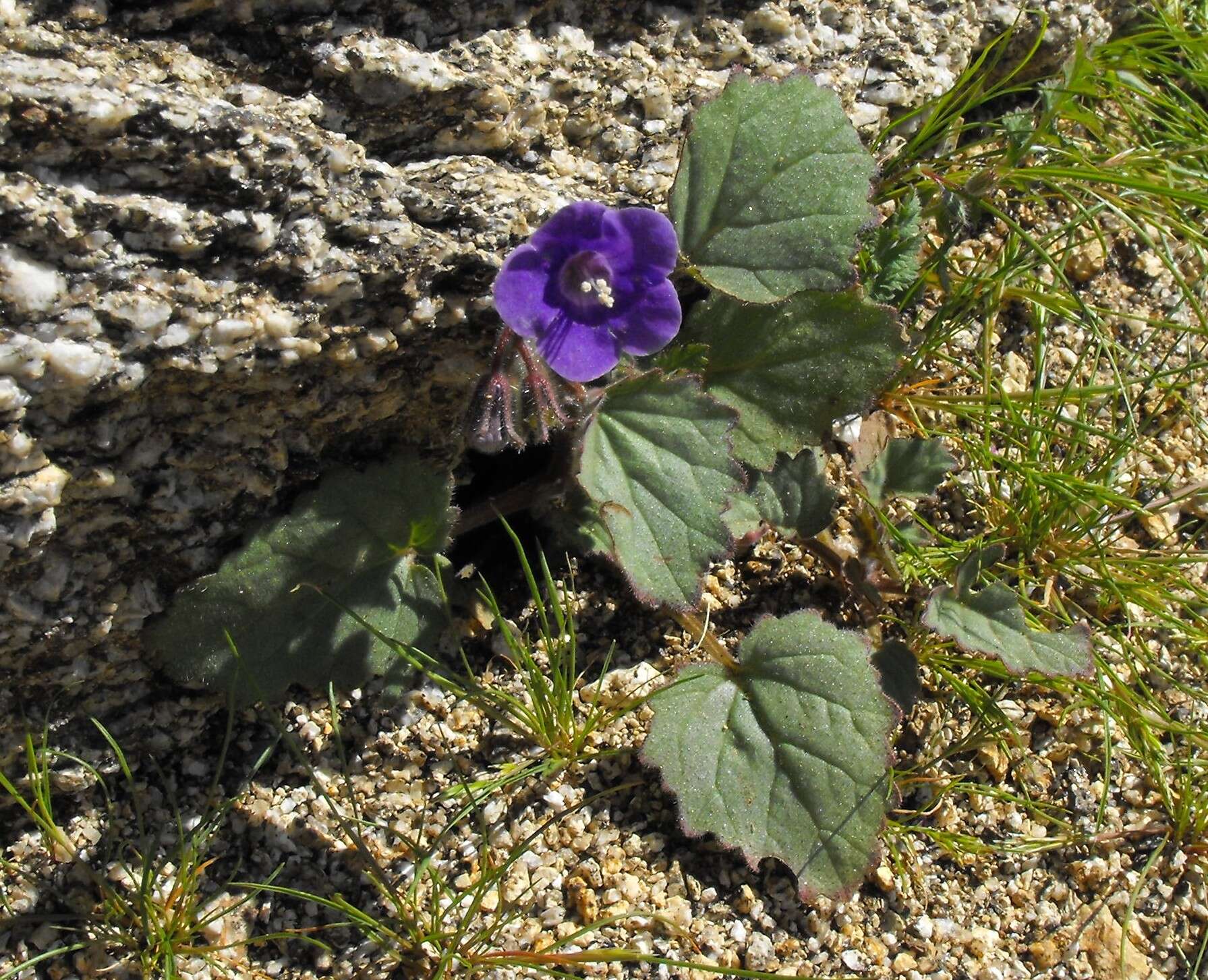 Image of scorpionweed