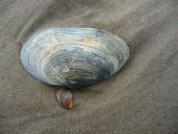 Image of Soft shelled clam
