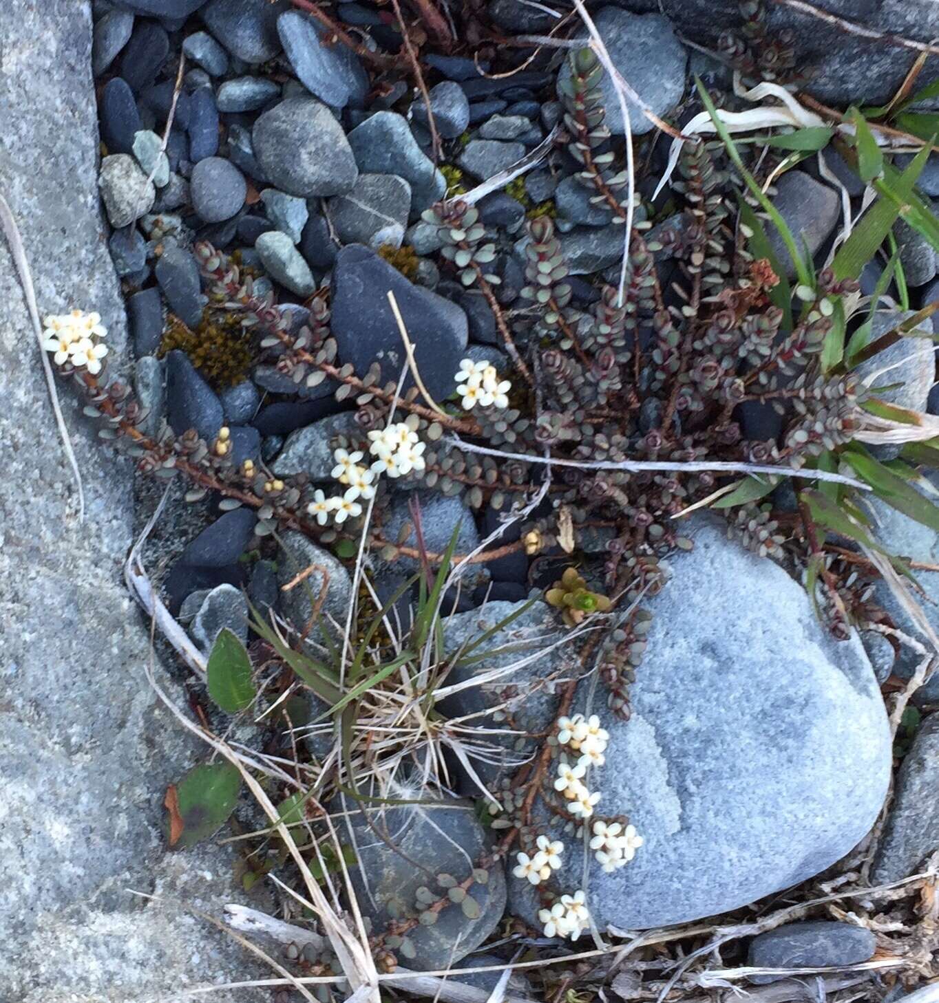 Image of Pimelea prostrata (J. R. & G. Forst.) Willd.