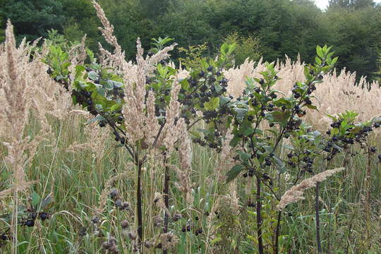 Image of Deadly Nightshade