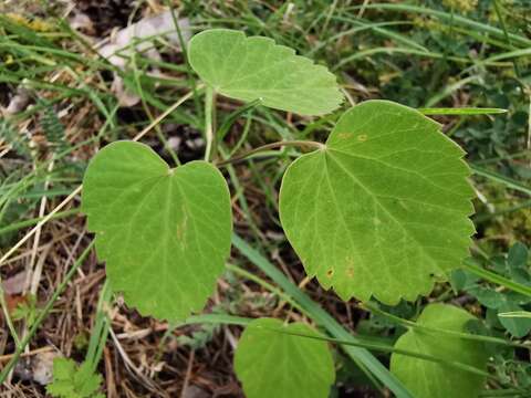 Imagem de Laserpitium latifolium L.