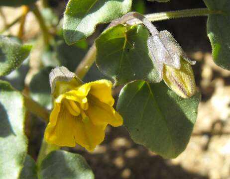 Image of yellow nightshade groundcherry