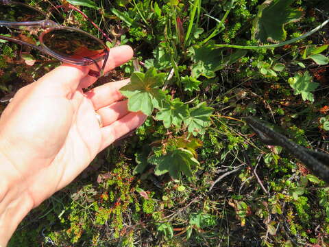 Image of grassland lady's mantle