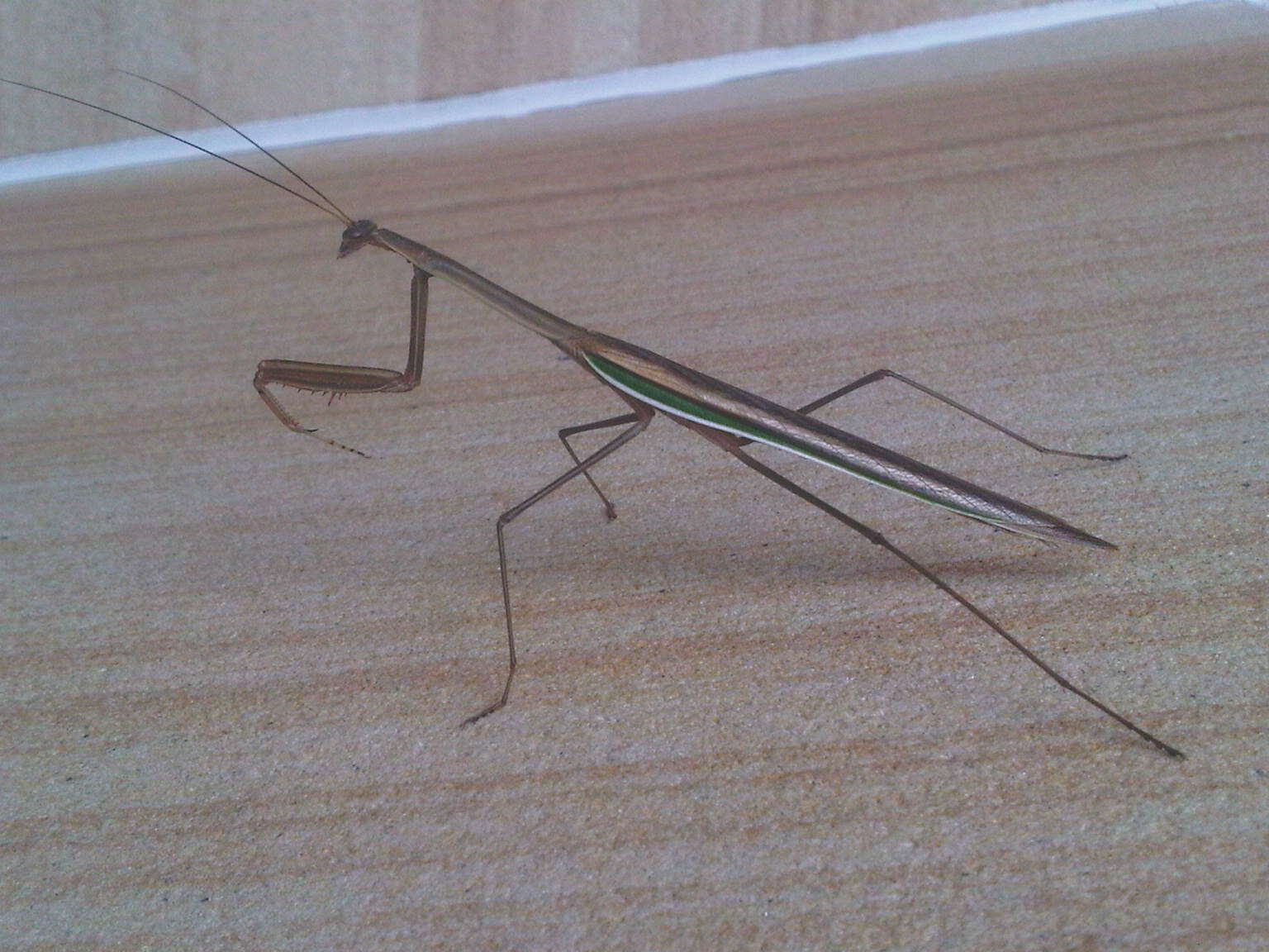 Image of Purple-winged mantis