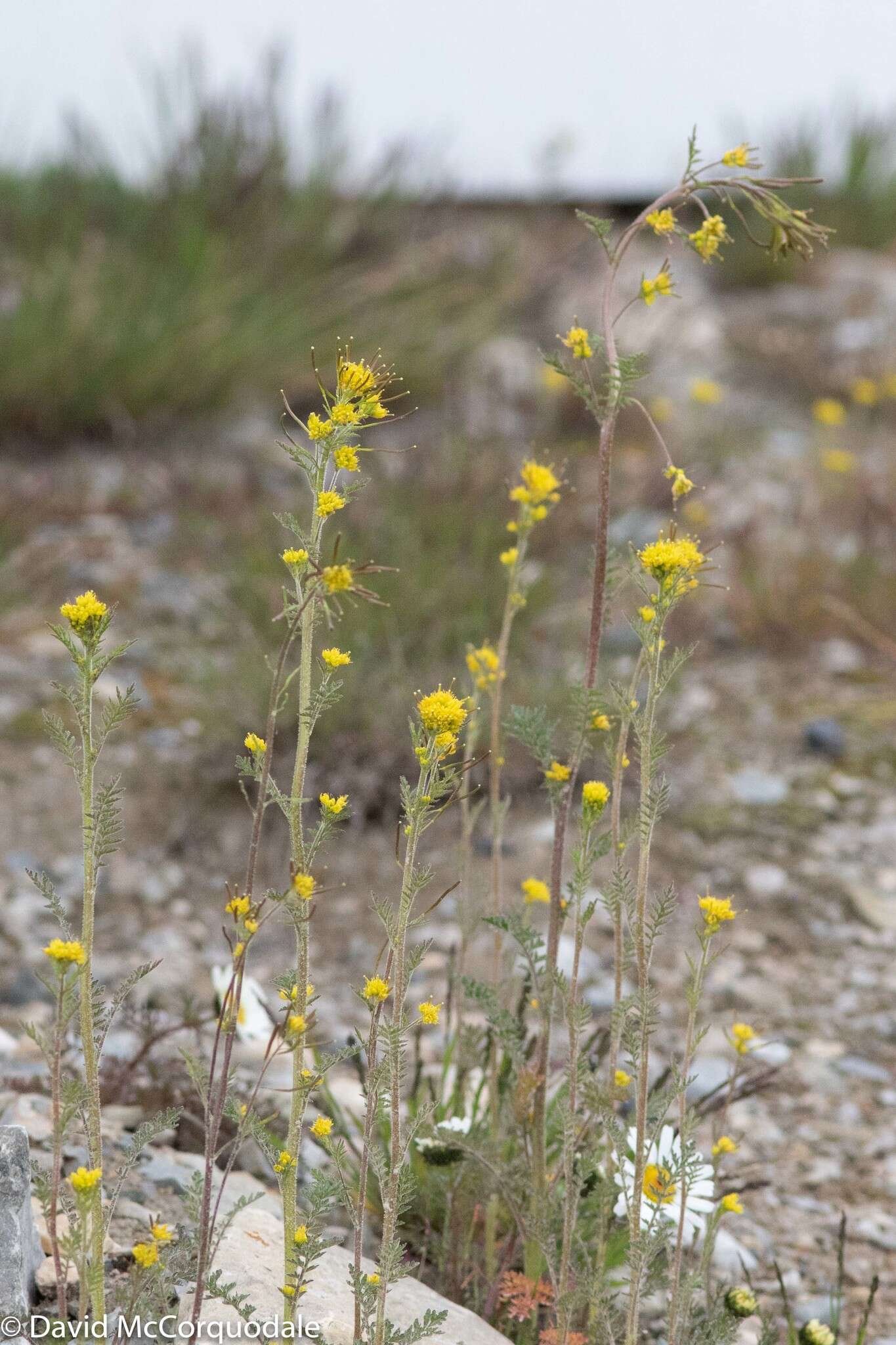 Image of northern tansymustard