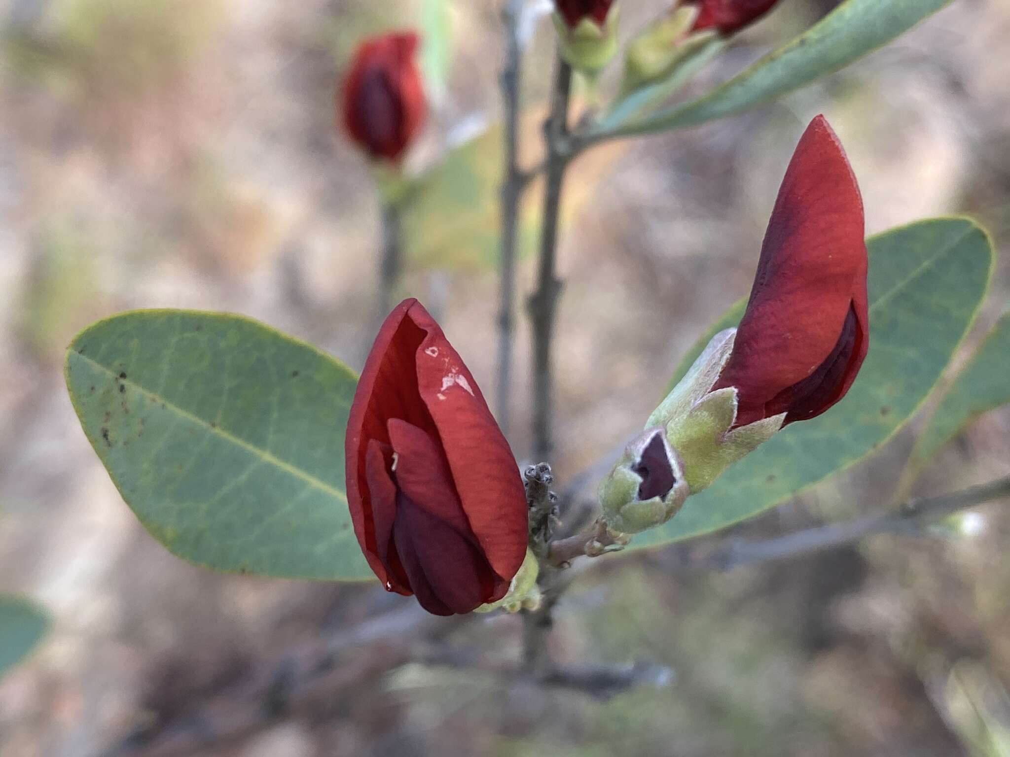 Image of Gastrolobium grandiflorum F. Muell.