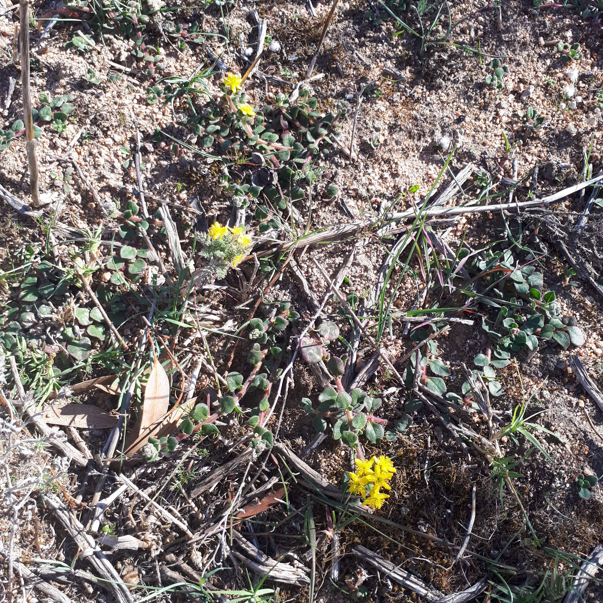 Image of Tetragonia herbacea L.