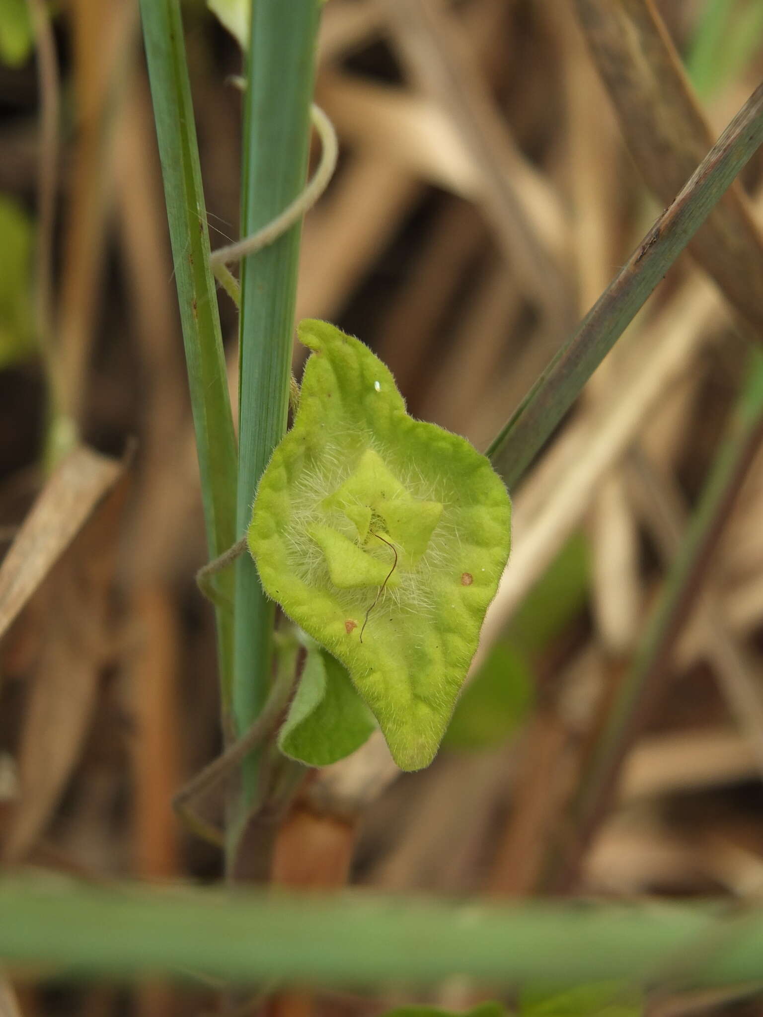 Image of Ipomoea pileata Roxb.