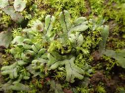 Image of Marchantia pinnata Steph.