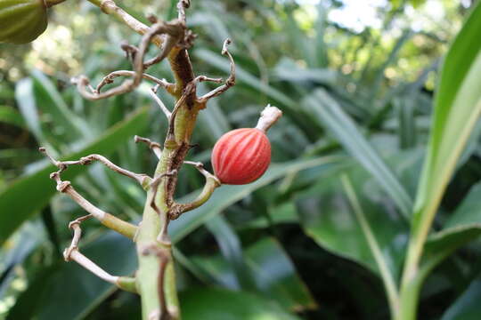 Image of Alpinia koshunensis Hayata