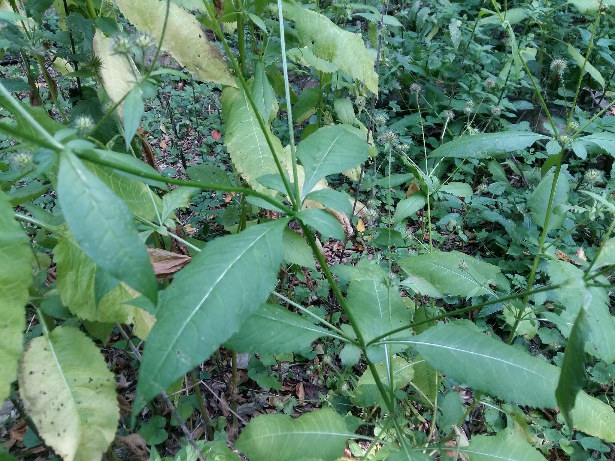 Image of small teasel