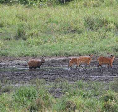 Image of Sitatunga