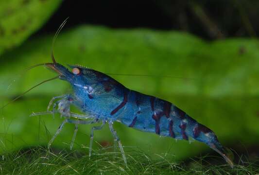 Image of Caridina cantonensis