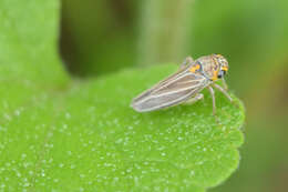 Image of Graphocephala nigrifascia (Walker & F. 1851)