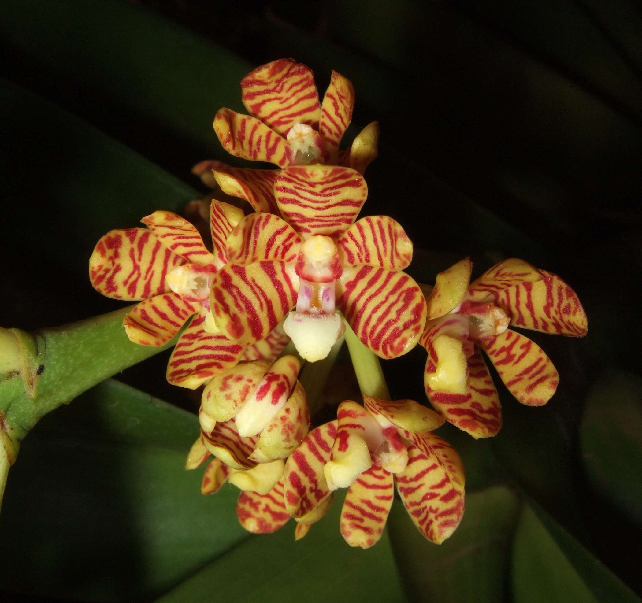 Image of Banana Orchid