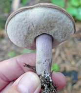 Imagem de Tylopilus violatinctus T. J. Baroni & Both 1998