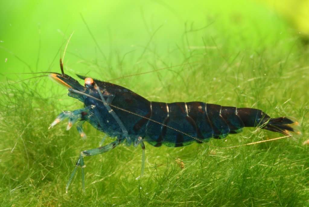 Image of Caridina cantonensis