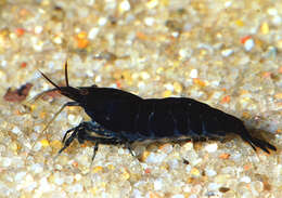 Image of Caridina cantonensis