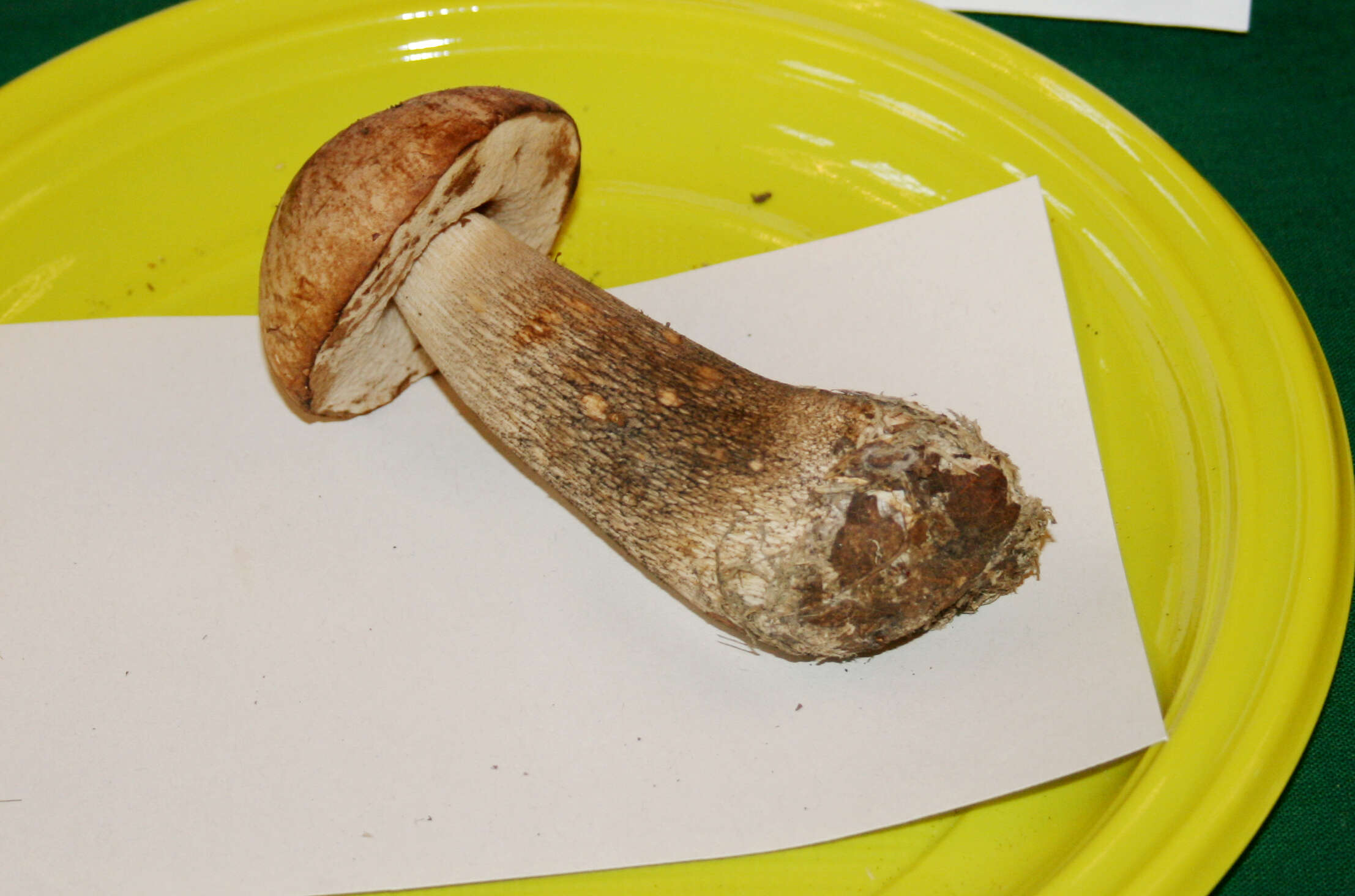 Image of Leccinum holopus (Rostk.) Watling 1960