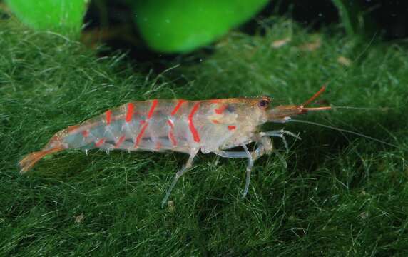 Image of Caridina cantonensis