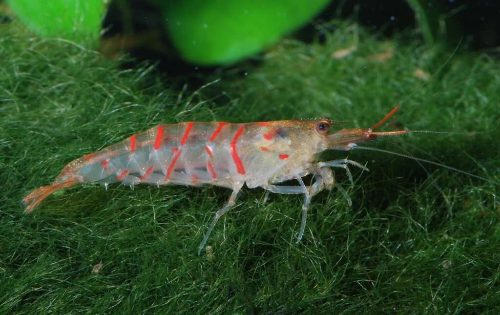 Image of Caridina cantonensis