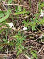 Mecardonia acuminata subsp. peninsularis (Pennell) R. A. Rossow resmi