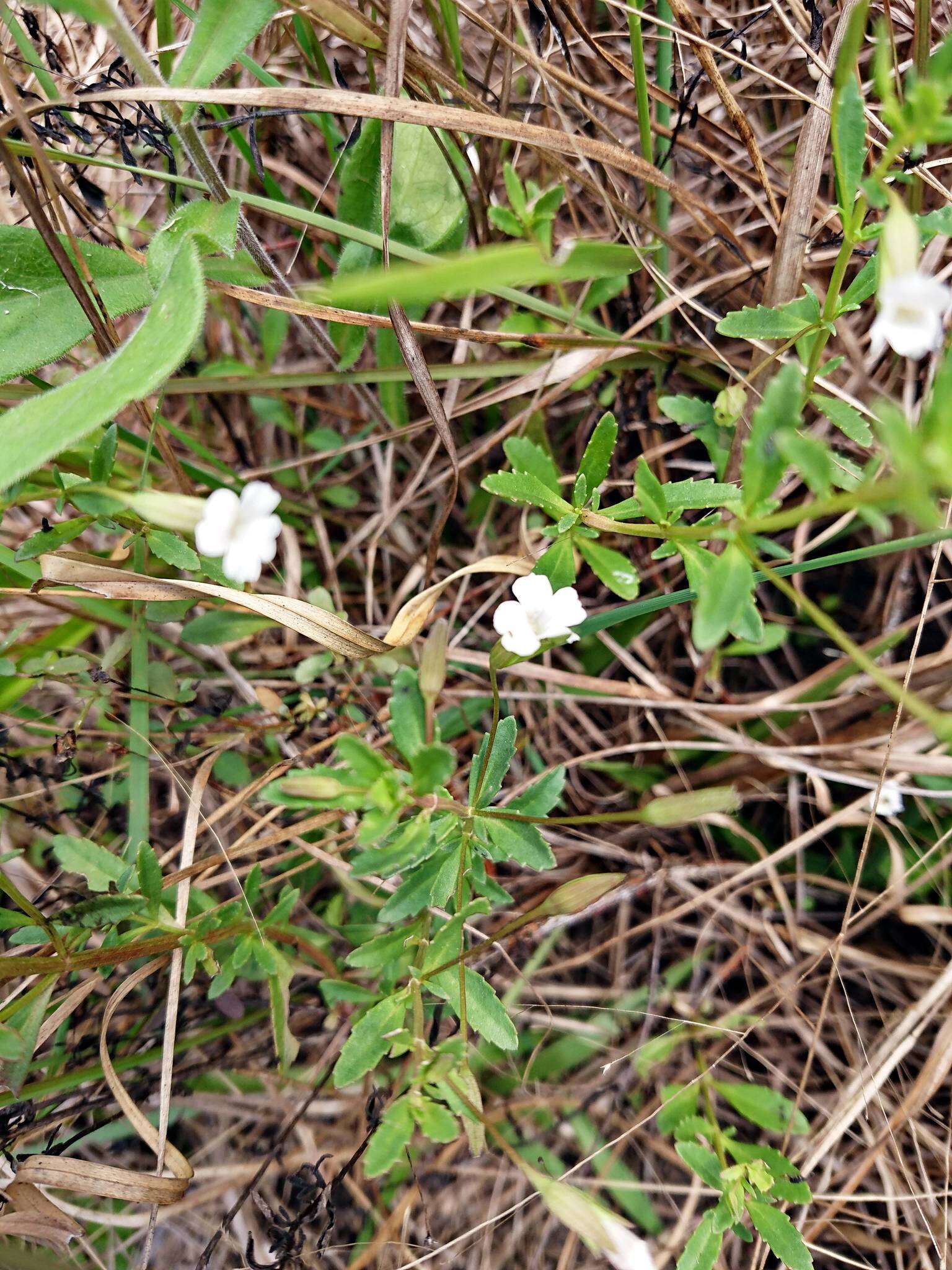 Слика од Mecardonia acuminata subsp. peninsularis (Pennell) R. A. Rossow