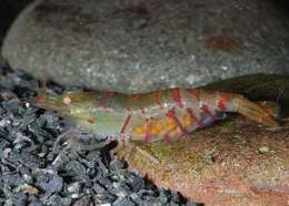 Image of Caridina cantonensis