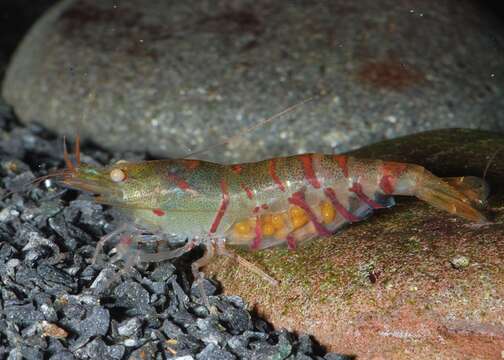 Image of Caridina cantonensis