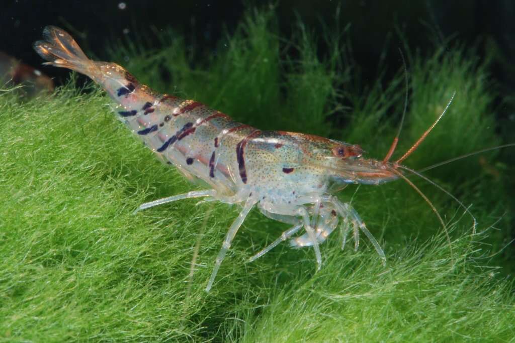 Image of Caridina cantonensis