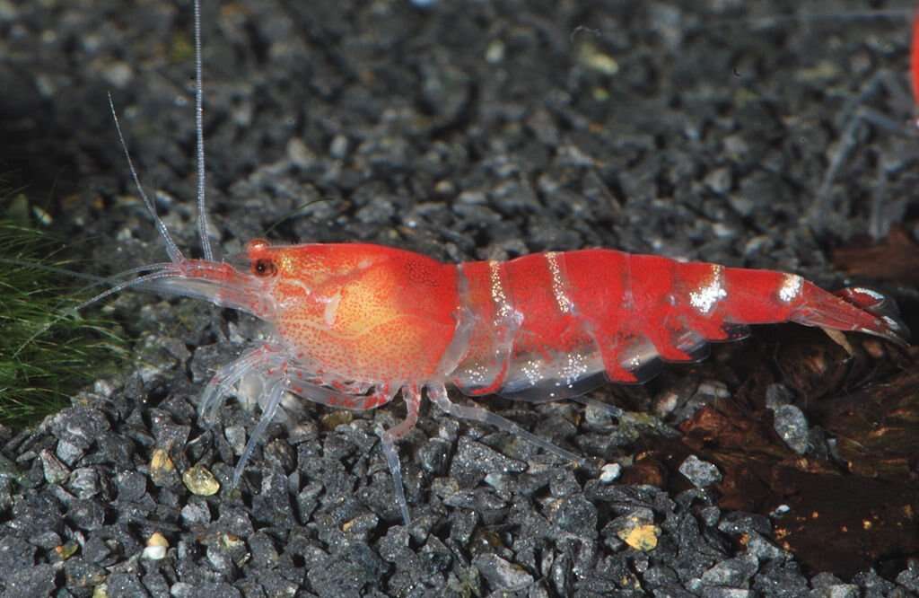 Image of Caridina cantonensis