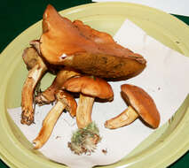 Image of Suillus bovinus (L.) Roussel 1796