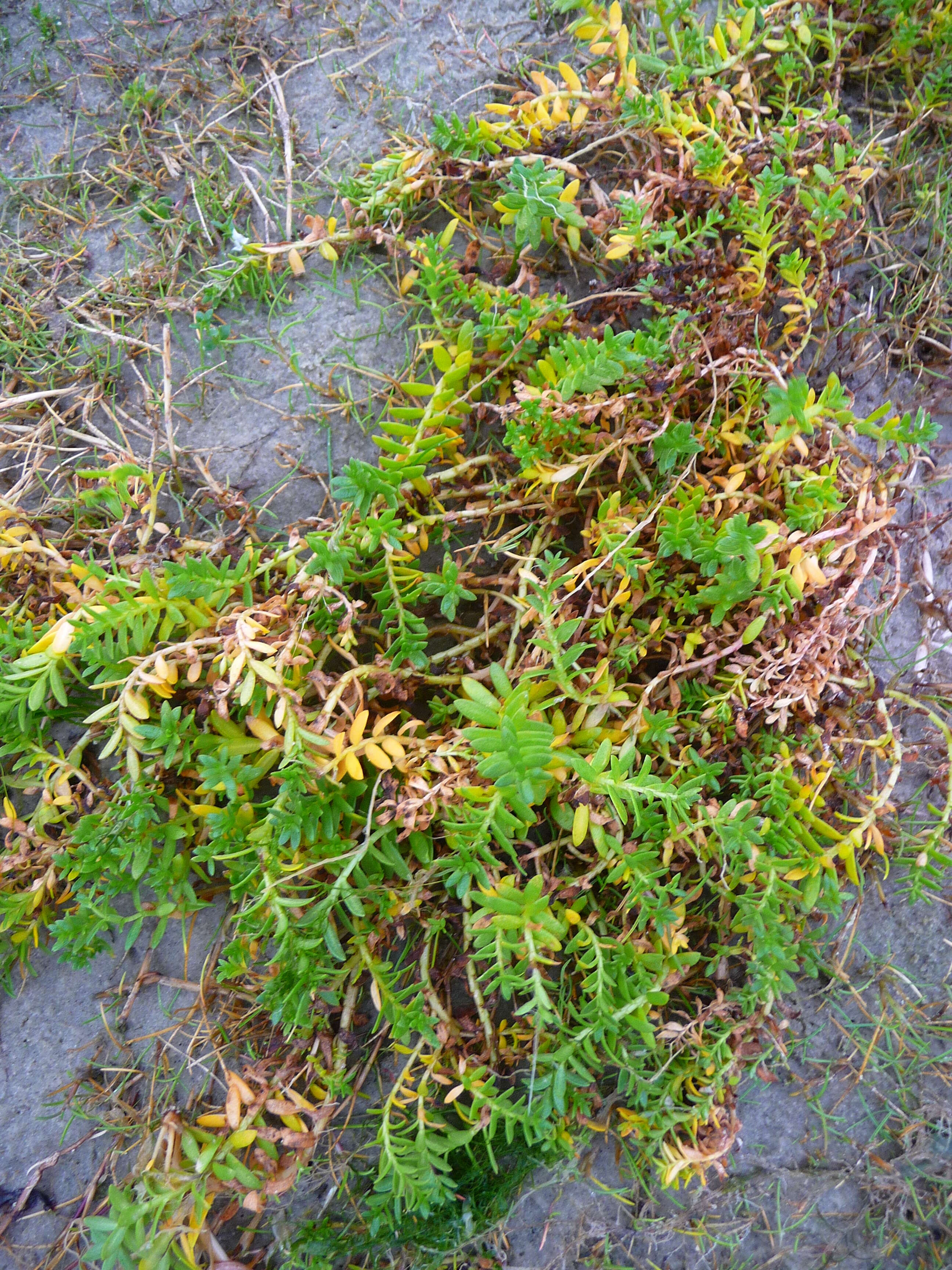 Image of black saltwort