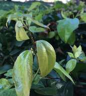 Image of Black citrus aphid