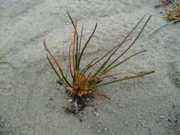 Image of Sea Arrowgrass