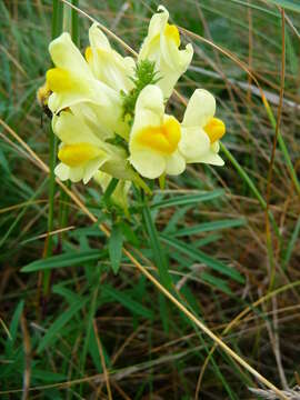 Image of Common Toadflax