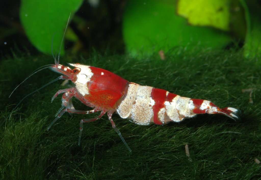 Image of Caridina cantonensis