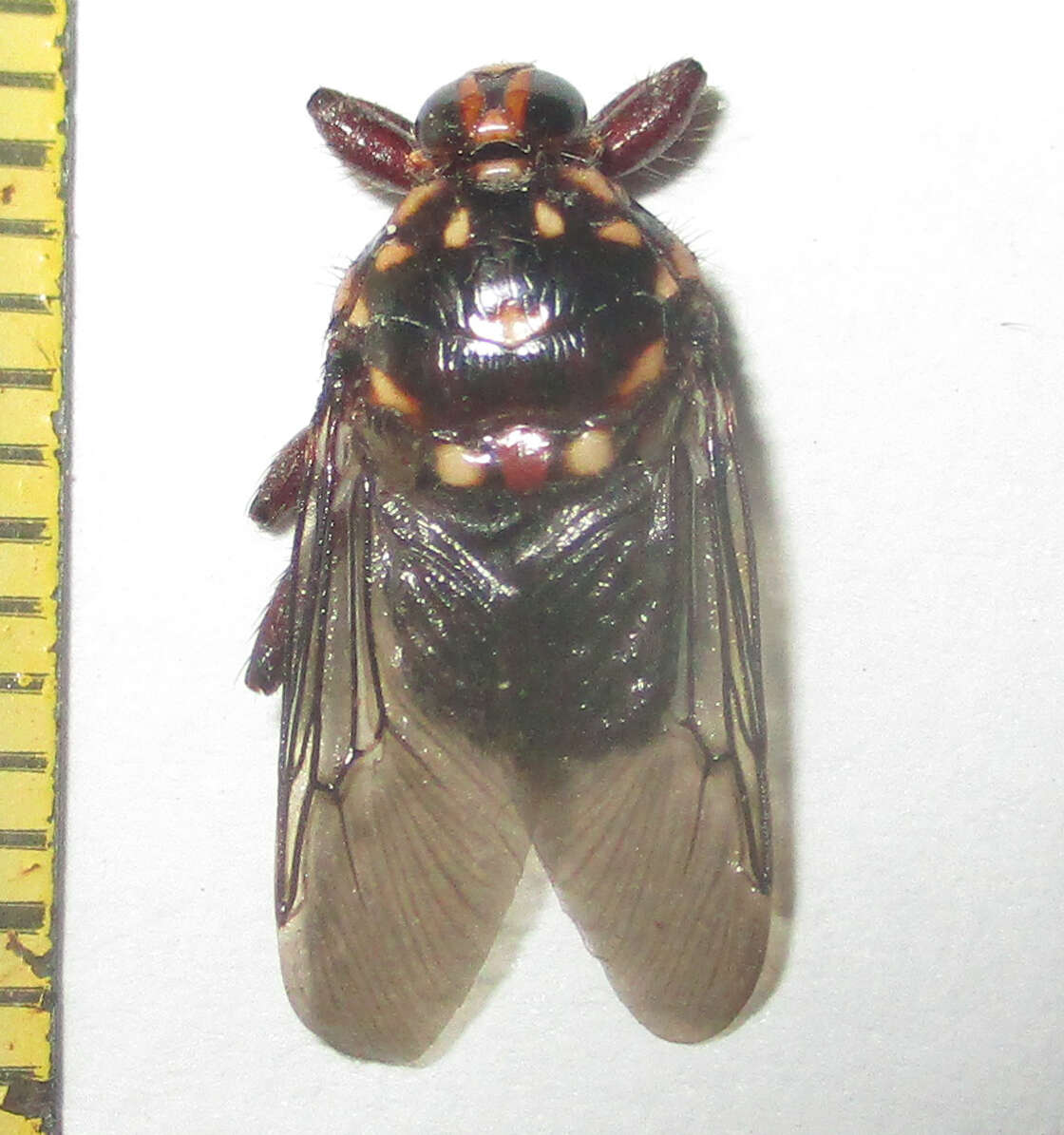 Image of Hippobosca rufipes Olfers 1816