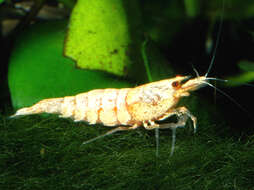 Image of Caridina cantonensis