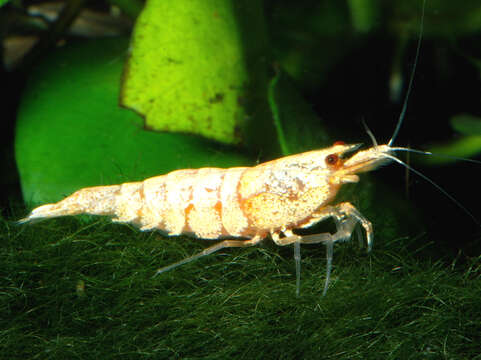 Image of Caridina cantonensis