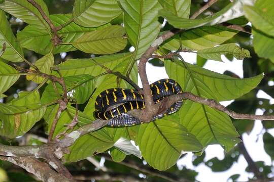 Image of Gold-ringed Cat snake