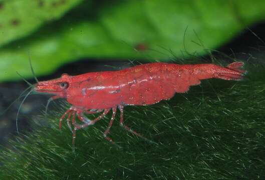 Image of Neocaridina heteropoda