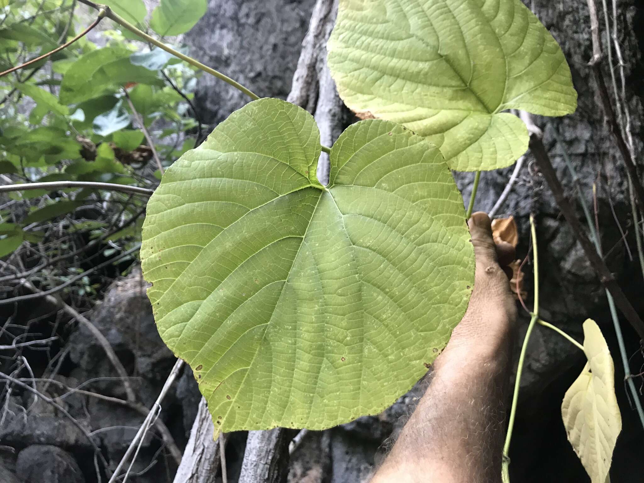 Image of Cissus reniformis Domin