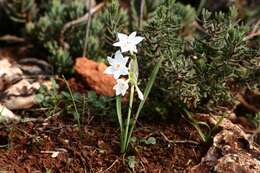 Image of paperwhite narcissus