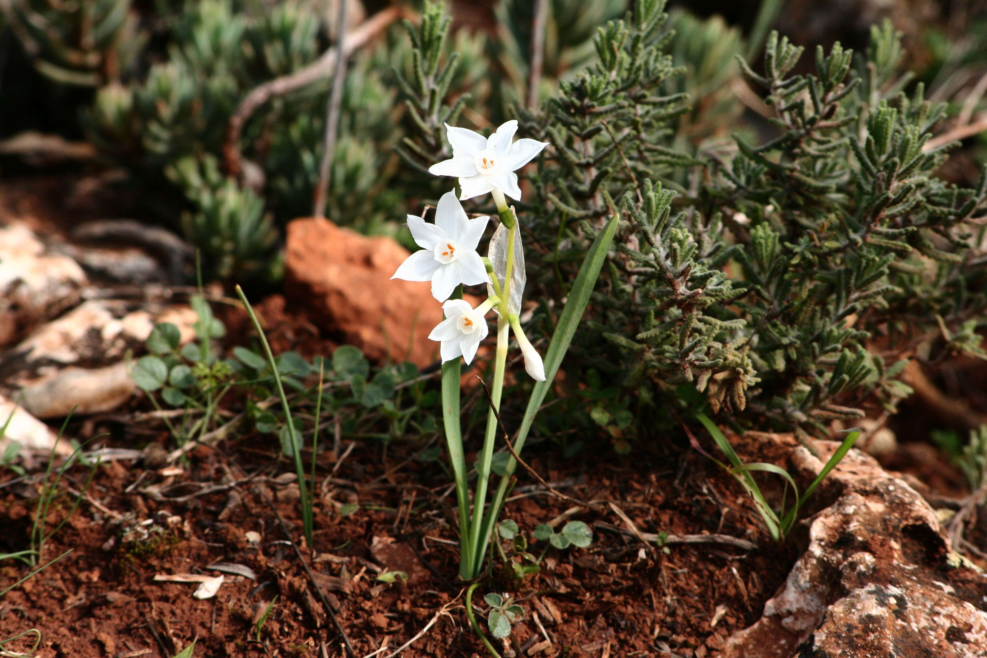 Image of paperwhite narcissus